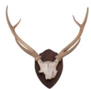 A set of six point Red Deer antlers on shield plinth,