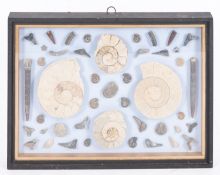 A collection of various fossils in a glazed case, comprising ammonites and teeth,