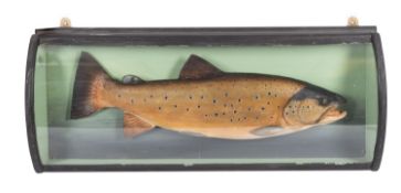 A cased taxidermy Brown trout mounted in a barrel case with painted backboard,