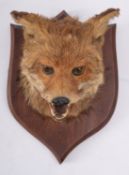 A taxidermy Fox mask, unsigned, mounted on an oak shield.