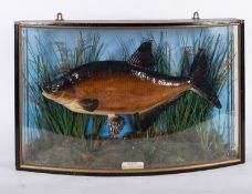 A cased taxidermy Bronze Bream mounted by M R Grace, Camelford,