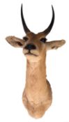 A taxidermy African Reed Buck head, 80cm high.