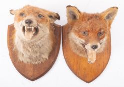 Two mid 20th century taxidermy Fox masks on oak shield plinths,