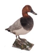 A taxidermy Pochard duck, full mount on a naturalistic base, 34cm high.