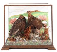 A cased taxidermy brace of Red Grouse, naturally set with diorama backboard in a four glass case,