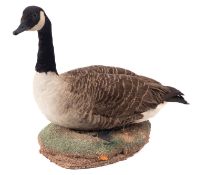 A taxidermy Canada goose mounted on naturalistic base,