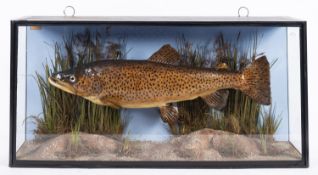 A cased taxidermy Brown Trout By J Cooper & Sons, London,