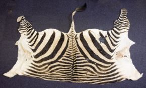 A Zebra skin floor rug,