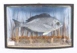 A cased taxidermy Sea Bream, unsigned naturally set in a bowfront case, 29 x 46cm.