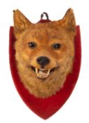 A taxidermy Fox mask mounted on a red velvet shield, 28cm high.