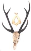 A six point stag's head skull, 64cm wide.