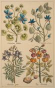*Roy Fairchild-Woodard (Contemporary) - Saskia - Aquatint etching - 55 x 43cm - 81 x 70cm framed