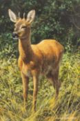 Carl Brenders (Belgian/ American, b. 1937 - Roe Deer - Gouache - 11.5 x 7.