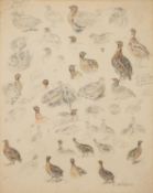 Édouard Paul Merite (French, 1867-1941) - Studies of grouse - Pencil and watercolour - 