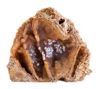 A specimen of petrified wood, 30cm wide; a specimen of petrified seabed,