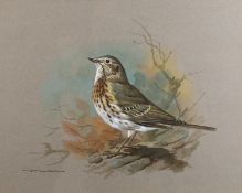 *Basil Ede (British, 1931-2016) - Mistle thrush - Watercolour and gouache - 25 x 31cm - 38.5 x 43.