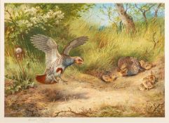 After Archibald Thorburn Partridge - Spring - Colour printed lithograph - 32.5 x 45cm - 52 x 66.