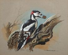 *Basil Ede (British, 1931-2016) - Great spotted woodpecker - Watercolour and gouache - 24 x 29.
