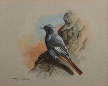 *Basil Ede (British, 1931-2016) - Black redstart - Watercolour and gouache - 24.5 x 31cm - 38.