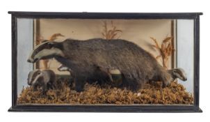An early Edwardian taxidermy set of Badgers, naturally set,