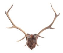 A set of ten point antlers on an oak leaf carved shield plinth, 83cm wide.