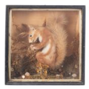 A late Victorian cased taxidermy Red Squirrel, naturally set in a glazed case, the case 30.5x30.