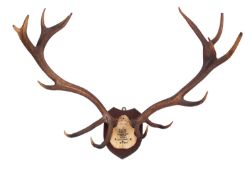 A set of fifteen point stags horns, inscribed 'TSH 7-10-81. Rackenford Moor.