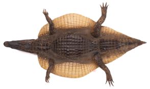 A taxidermy Cayman skin, the head with inset eyes and open mouth, 100cm long.