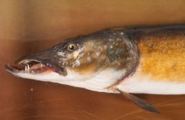 A cased taxidermy Pike by Rowland Ward, London,