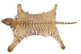 Tiger (Panthera tigris).