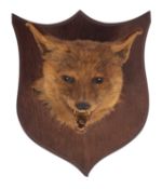 A Taxidermy Fox mask, open moth with teeth and tongue mounted on an oak shield plinth, 30cm high,.