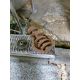 Hobart Model 4152 Meat Grinder, w/ Stainless Steel Hopper Catch Tray - Image 3 of 4
