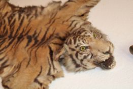 Sumatra Tigerfell, Sumatra-Tiger, 1921 geschossen, 1,9 m x 1,2 m, Komplett intakt