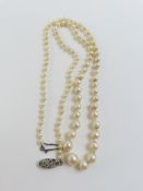 A row of graduated cultured pearls, the largest pe