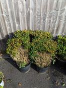 4 Box shrubs height/width approx 80cm x 40cm
