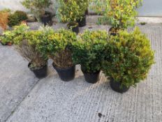 4 Box shrubs height/width approx 80cmx 40cm