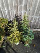 4 Spruce trees height approx 80cm