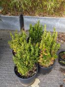 4 Euonymus shrubs height approx 70cm