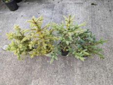 4 Spruce trees height approx 50cm x 2 and 80cm x 2