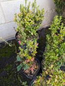 5 Euonymus shrubs height approx 40cm x 4 and 50cm
