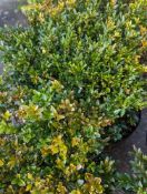 4 Box shrubs height/width approx 80cmx 40cm