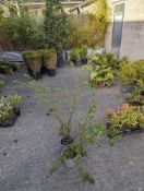 2 Ceanothus shrubs height approx 140cm and 80cm