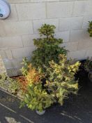 4 Spruce trees varying heights approx 40cm, 50cm,