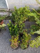 6 Euonymus shrubs height approx 60cm, 50cm and 40c