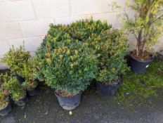 4 Box shrubs height/width approx 80cm x 40cm