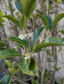 Large Chinese Holly height/width approx 310cm x 17