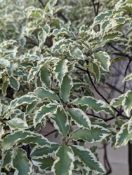 Pittosporum height/width approx 200cm x 130cm