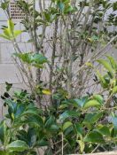 Large Chinese Holly height/width approx 310cm x 17