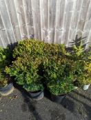 4 Box shrubs height/width approx 80cm x 40cm