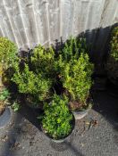 5 Euonymus shrubs height approx 70cm x 2 and 60cm